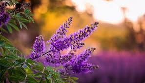 Purple Vitex Agnus Flower Seeds for Planting – Drought Tolerant, Heirloom, Non-GMO, High Germination, 100pcs