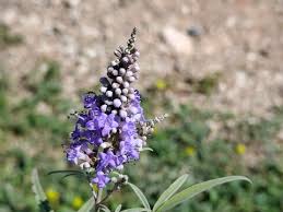 Purple Vitex Agnus Flower Seeds for Planting – Drought Tolerant, Heirloom, Non-GMO, High Germination, 100pcs