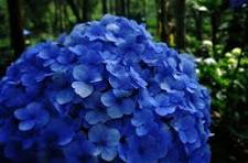 Dark Blue Hydrangea Flower Seeds for Planting – Low Maintenance, Heirloom & Non-GMO Garden Seeds, 100pcs