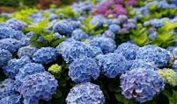 Dark Blue Hydrangea Flower Seeds for Planting – Low Maintenance, Heirloom & Non-GMO Garden Seeds, 100pcs