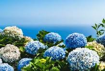 Dark Blue Hydrangea Flower Seeds for Planting – Low Maintenance, Heirloom & Non-GMO Garden Seeds, 100pcs