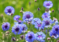 Cornflower Flower Seeds for Planting – Cut Flower Favorite, Heirloom & Non-GMO Home Garden Seeds, 100pcs