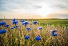 Cornflower Flower Seeds for Planting – Cut Flower Favorite, Heirloom & Non-GMO Home Garden Seeds, 100pcs