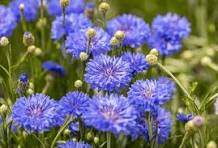 Cornflower Flower Seeds for Planting – Cut Flower Favorite, Heirloom & Non-GMO Home Garden Seeds, 100pcs