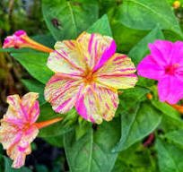 Jalapa Flower Seeds for Planting – Vibrant Colors, Heirloom & Non-GMO Home Garden Seeds, 100pcs