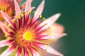 Sempervivum Flower Seeds for Planting - Vibrant Colors, Heirloom & Non-GMO, 100pcs, High Germination