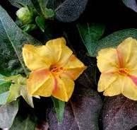 Jalapa Flower Seeds for Planting – Vibrant Colors, Heirloom & Non-GMO Home Garden Seeds, 100pcs