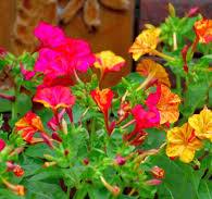 Jalapa Flower Seeds for Planting – Vibrant Colors, Heirloom & Non-GMO Home Garden Seeds, 100pcs