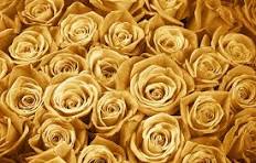 Gold Rose Flower Seeds for Planting – Wildflower Mix, Heirloom & Non-GMO Home Garden Seeds