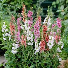 Mixed Phoeniceum Flower Seeds for Planting - Garden Favorite, Heirloom & Non-GMO, 100pcs, High Germination