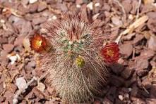 Red Echinocereus Russanthus Flower Seeds for Planting – Premium Quality, Heirloom & Non-GMO Garden Seeds, 100pcs