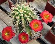 Red Echinocereus Russanthus Flower Seeds for Planting – Premium Quality, Heirloom & Non-GMO Garden Seeds, 100pcs
