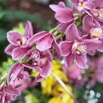 Black Cymbidium Orchid Flower Seeds for Planting – Bright Blooms, Heirloom & Non-GMO Garden Seeds, 100pcs