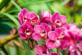 Black Cymbidium Orchid Flower Seeds for Planting – Bright Blooms, Heirloom & Non-GMO Garden Seeds, 100pcs