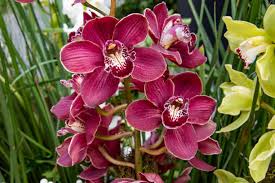 Black Cymbidium Orchid Flower Seeds for Planting – Bright Blooms, Heirloom & Non-GMO Garden Seeds, 100pcs