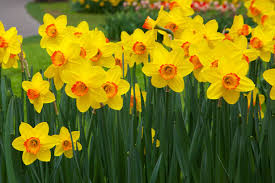 Daffodils Flower Seeds for Planting – Seasonal Bloomer, Heirloom & Non-GMO Garden Seeds, 100pcs
