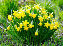 Daffodils Flower Seeds for Planting – Seasonal Bloomer, Heirloom & Non-GMO Garden Seeds, 100pcs