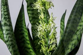 Sansevieria Flower Seeds for Planting – Sun Loving, Heirloom & Non-GMO Garden Seeds