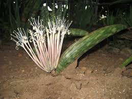 Sansevieria Flower Seeds for Planting – Sun Loving, Heirloom & Non-GMO Garden Seeds