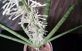 Sansevieria Flower Seeds for Planting – Sun Loving, Heirloom & Non-GMO Garden Seeds