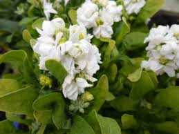 White Scented Stock Flower Seeds for Planting – Shade Tolerant, Heirloom & Non-GMO Garden Seeds, 100pcs