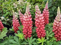 Russell Lupine Flower Seeds for Planting – Perfect for Borders, Heirloom & Non-GMO Garden Seeds, 100pcs