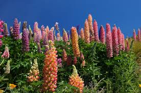 Russell Lupine Flower Seeds for Planting – Perfect for Borders, Heirloom & Non-GMO Garden Seeds, 100pcs