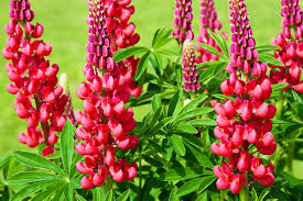 Russell Lupine Flower Seeds for Planting – Perfect for Borders, Heirloom & Non-GMO Garden Seeds, 100pcs