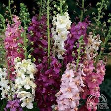 Mixed Phoeniceum Flower Seeds for Planting - Garden Favorite, Heirloom & Non-GMO, 100pcs, High Germination