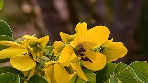 Semen Cassiae Flower Seeds for Planting – Long Bloom Season, Heirloom & Non-GMO Garden Seeds, 100pcs