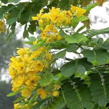 Semen Cassiae Flower Seeds for Planting – Long Bloom Season, Heirloom & Non-GMO Garden Seeds, 100pcs