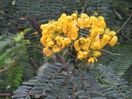 Semen Cassiae Flower Seeds for Planting – Long Bloom Season, Heirloom & Non-GMO Garden Seeds, 100pcs