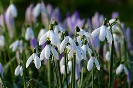 Galanthus Flower Seeds for Planting – Compact Growth, Heirloom & Non-GMO Garden Seeds, 100pcs