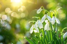 Galanthus Flower Seeds for Planting – Compact Growth, Heirloom & Non-GMO Garden Seeds, 100pcs