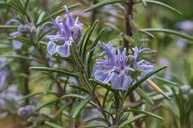 Purple Rosmarinus Flower Seeds for Planting – Pollinator Friendly, Heirloom & Non-GMO Garden Seeds, 100pcs