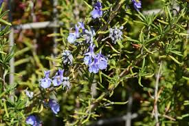 Purple Rosmarinus Flower Seeds for Planting – Pollinator Friendly, Heirloom & Non-GMO Garden Seeds, 100pcs