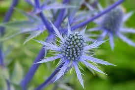 Eryngium Planum Flower Seeds for Planting - Easy to Grow, Heirloom & Non-GMO, 100pcs, High Germination