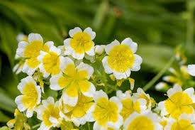 Yellow White Limnanthes Douglasii Flower Seeds for Planting – Drought Tolerant, Heirloom & Non-GMO, 100pcs