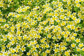Yellow White Limnanthes Douglasii Flower Seeds for Planting – Drought Tolerant, Heirloom & Non-GMO, 100pcs