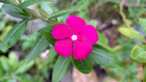 Light Pink Periwinkle Flower Seeds for Planting – Fragrant Blossoms, Heirloom & Non-GMO Garden Seeds, 100pcs