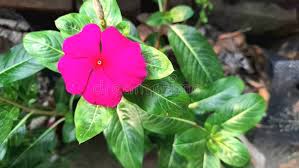 Light Pink Periwinkle Flower Seeds for Planting – Fragrant Blossoms, Heirloom & Non-GMO Garden Seeds, 100pcs