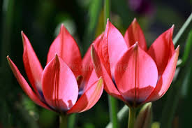 Thick Pink Sparaxis Flower Seeds for Planting – Colorful Display, Heirloom & Non-GMO Garden Seeds