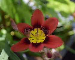 Thick Pink Sparaxis Flower Seeds for Planting – Colorful Display, Heirloom & Non-GMO Garden Seeds