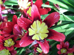 Thick Pink Sparaxis Flower Seeds for Planting – Colorful Display, Heirloom & Non-GMO Garden Seeds