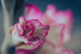 White Pink Perennial Gladiolus Flower Seeds for Planting – Low Maintenance, Heirloom & Non-GMO, 100pcs