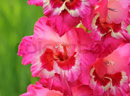 White Pink Perennial Gladiolus Flower Seeds for Planting – Low Maintenance, Heirloom & Non-GMO, 100pcs