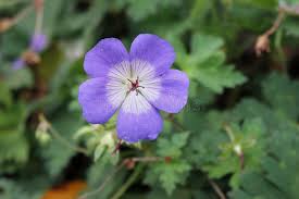 geranium rozanne seeds Geranium Rozanne Flower Seeds for Planting – Cottage Garden Essential, Heirloom & Non-GMO, 100pcs