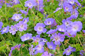 Geranium Rozanne Flower Seeds for Planting – Cottage Garden Essential, Heirloom & Non-GMO, 100pcs