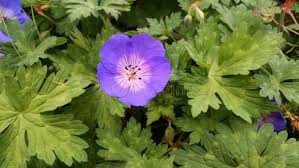 Geranium Rozanne Flower Seeds for Planting – Cottage Garden Essential, Heirloom & Non-GMO, 100pcs