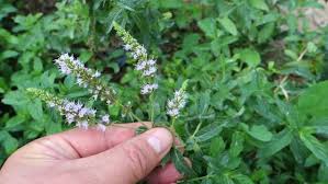 Mint Flower Seeds for Planting – Cut Flower Favorite, Heirloom & Non-GMO Garden Seeds, 100pcs